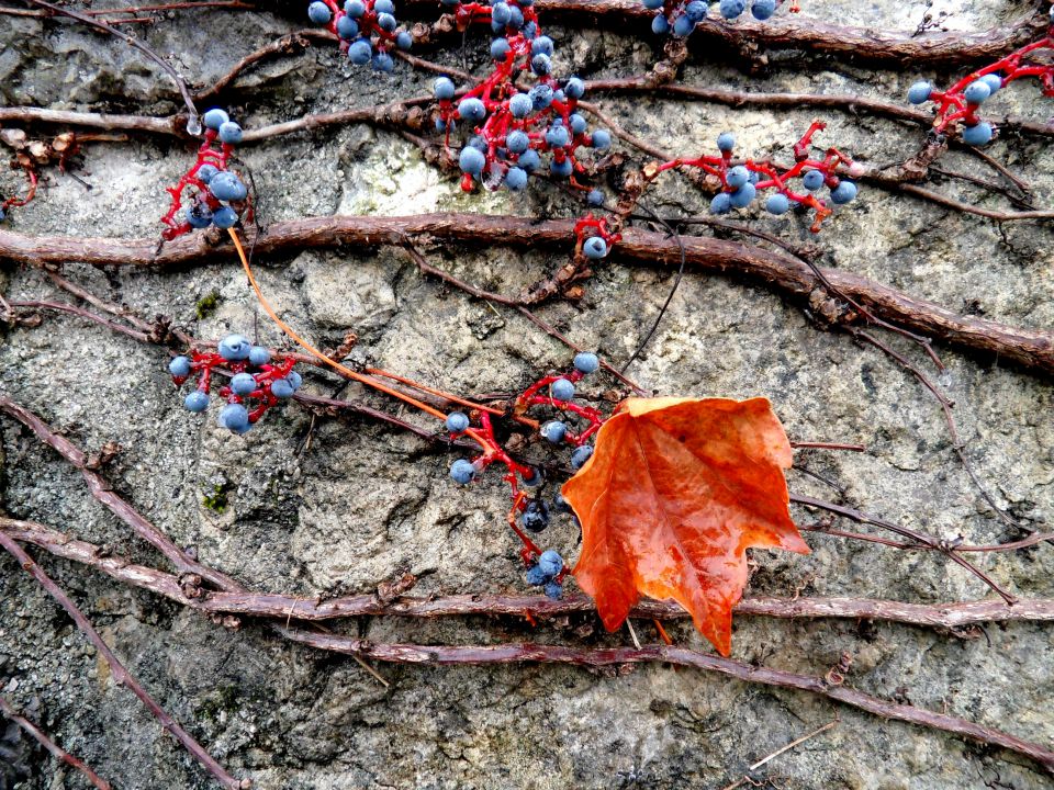 23. 11. 2015 - foto povečava