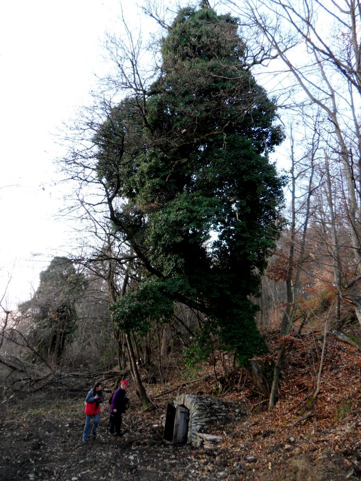 13. 1. 2016 - foto povečava