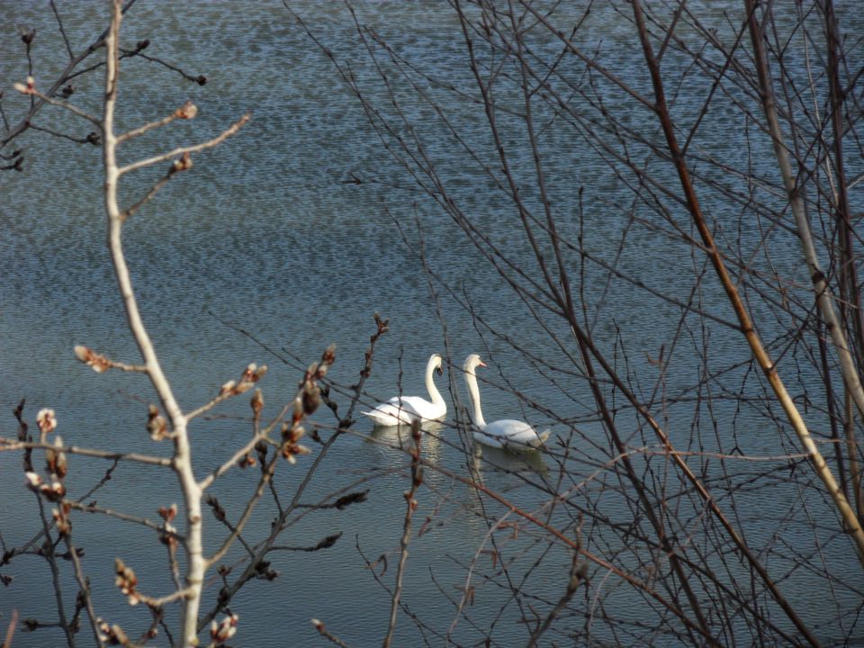 1. 2. 2016 - foto povečava