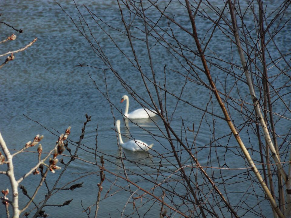 1. 2. 2016 - foto povečava