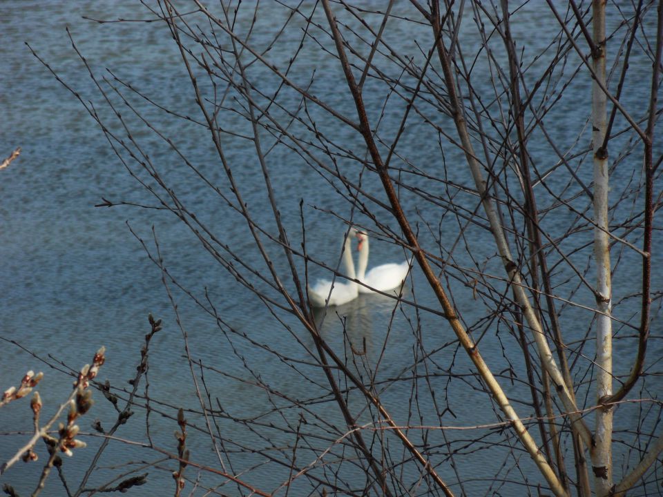 1. 2. 2016 - foto povečava