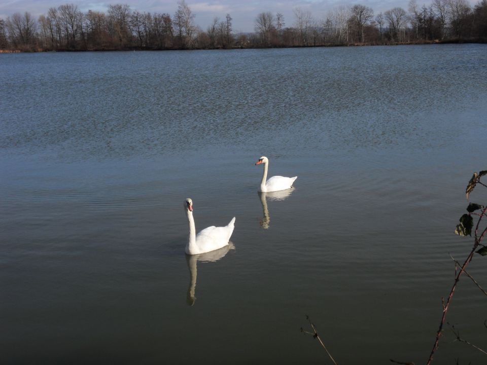 1. 2. 2016 - foto povečava