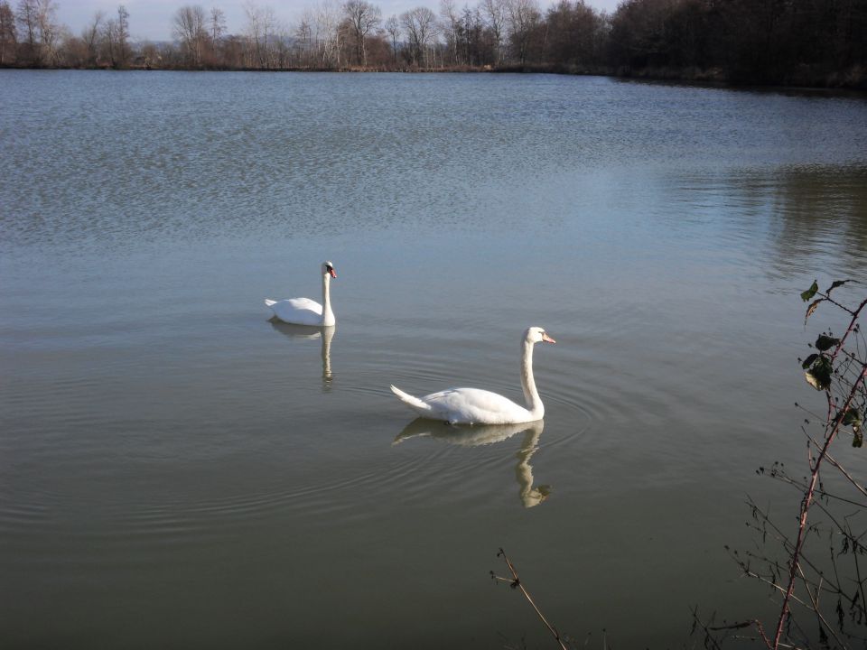 1. 2. 2016 - foto povečava