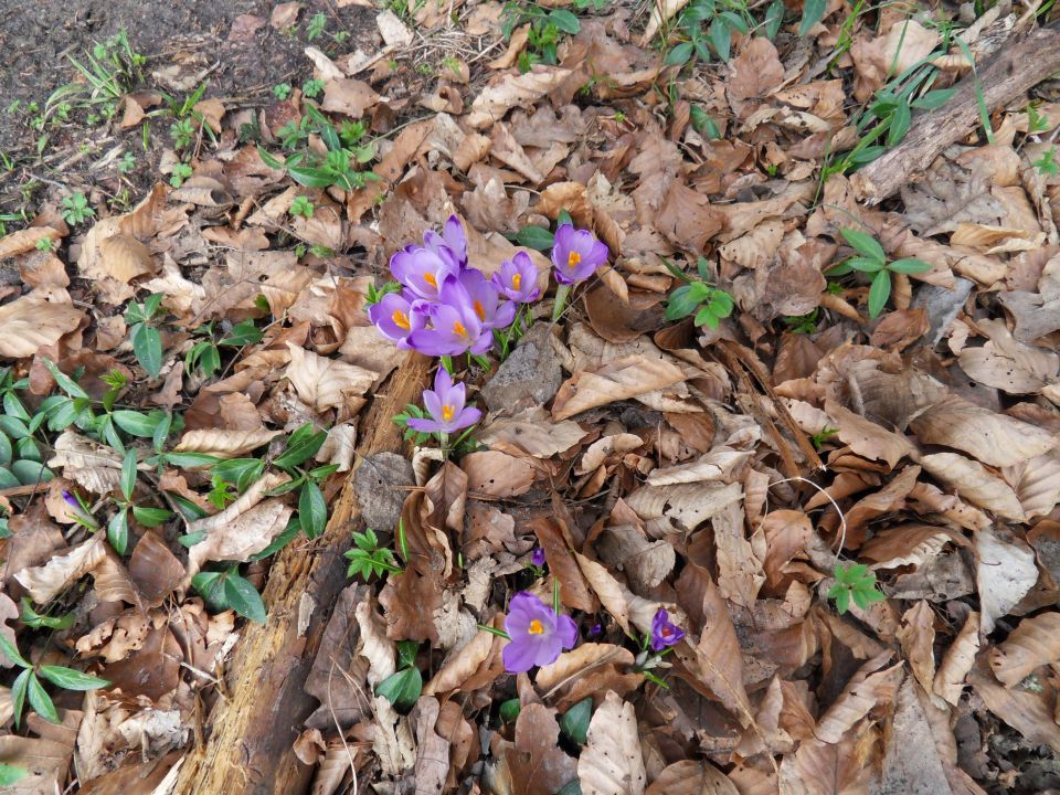 22. 2. 2016 - foto povečava