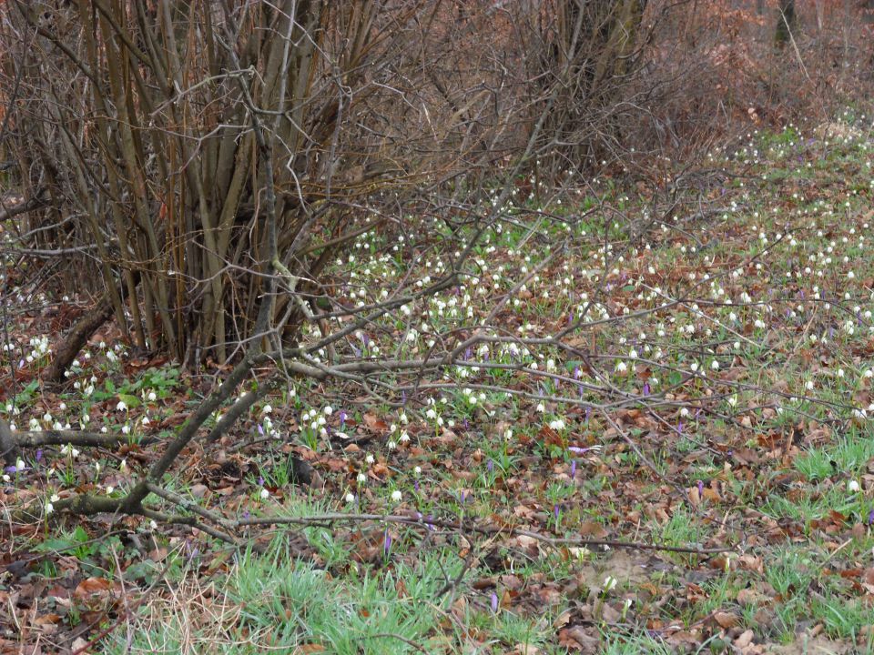 2. 3. 2016 - foto povečava