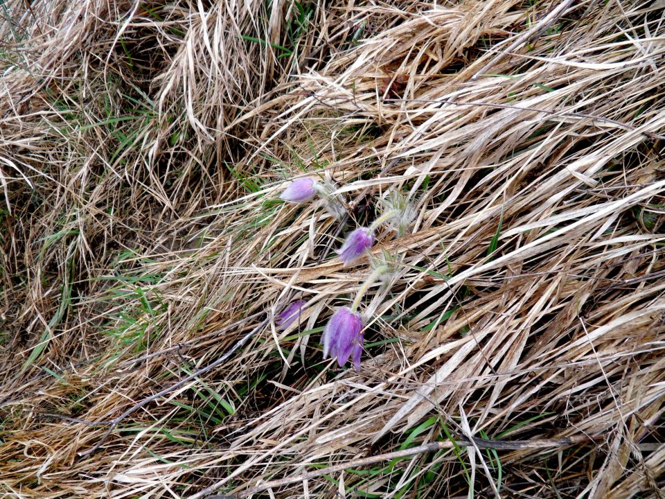 14. 3. 2016 - foto povečava