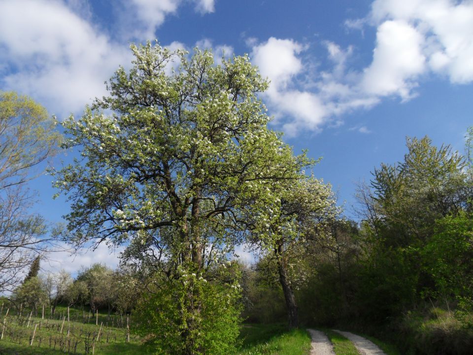 13. 4. 2016 - foto povečava