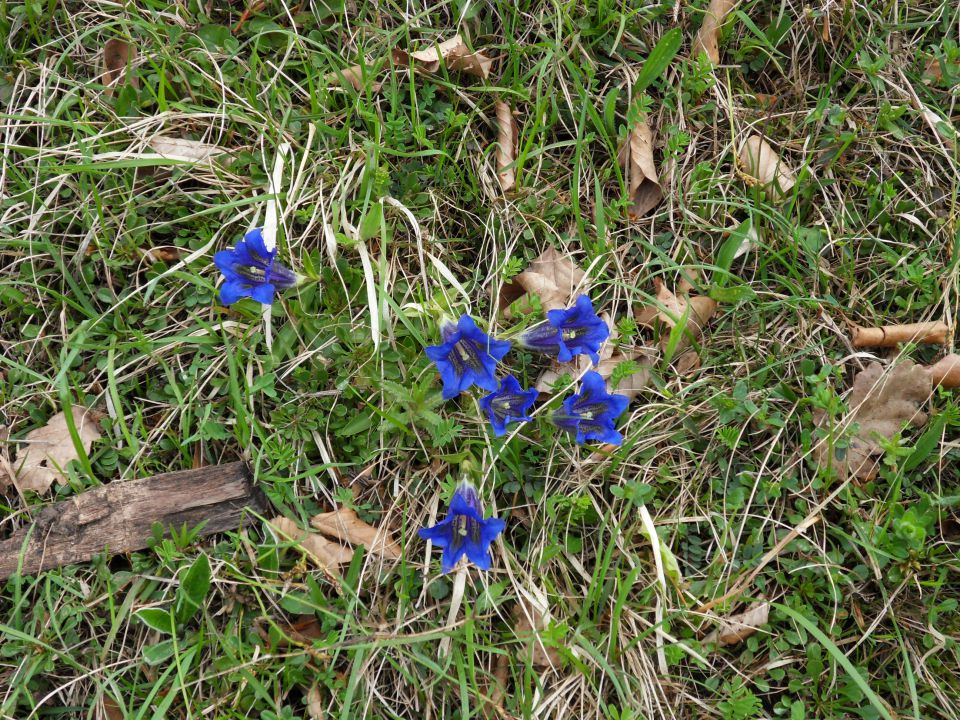 18. 4. 2016 - foto povečava