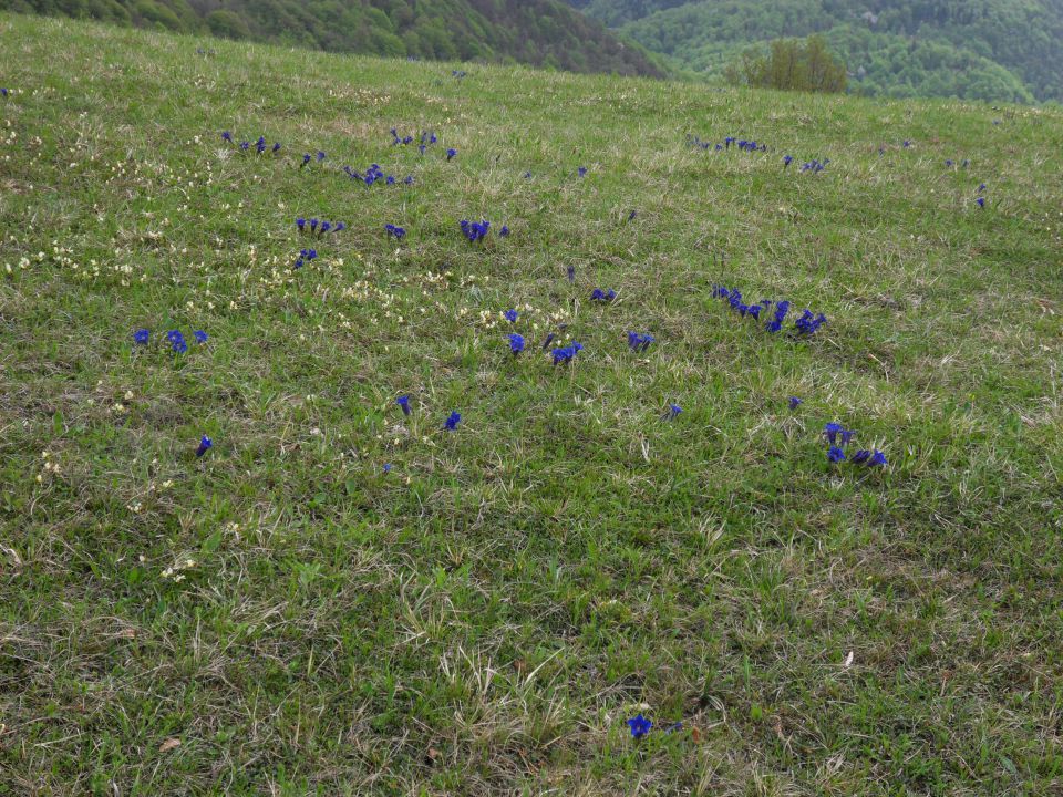 18. 4. 2016 - foto povečava