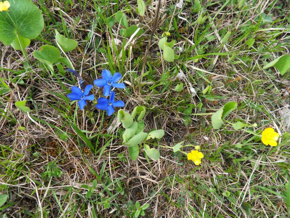 18. 4. 2016 - foto povečava