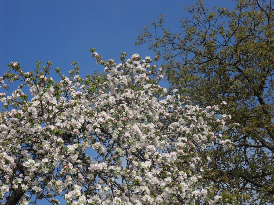 20. 4. 2016 - foto povečava