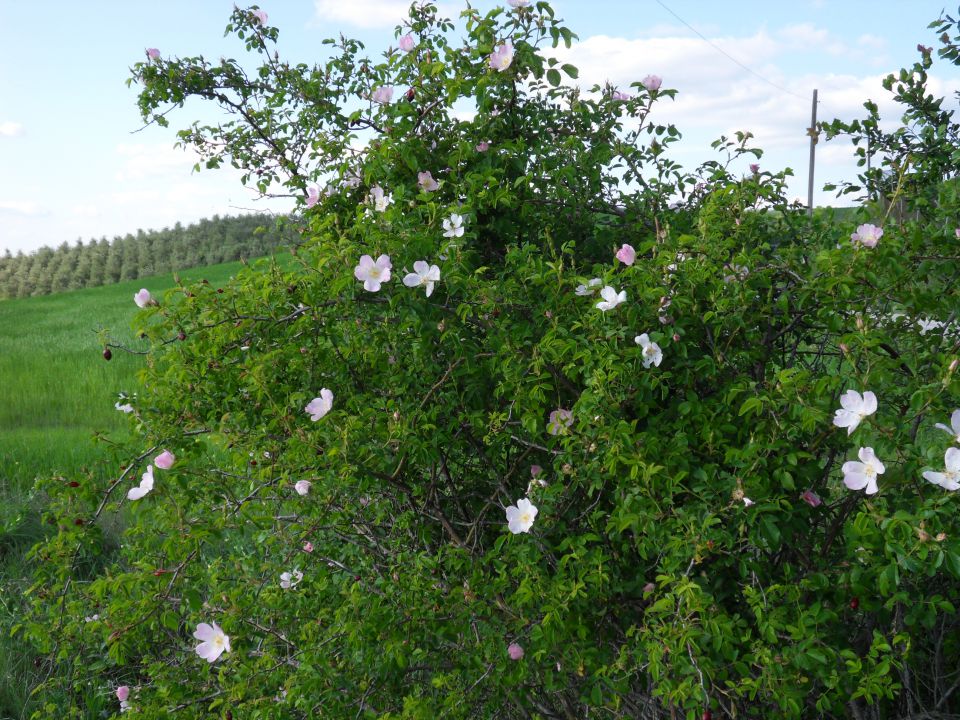 5. 5. 2016 - foto povečava