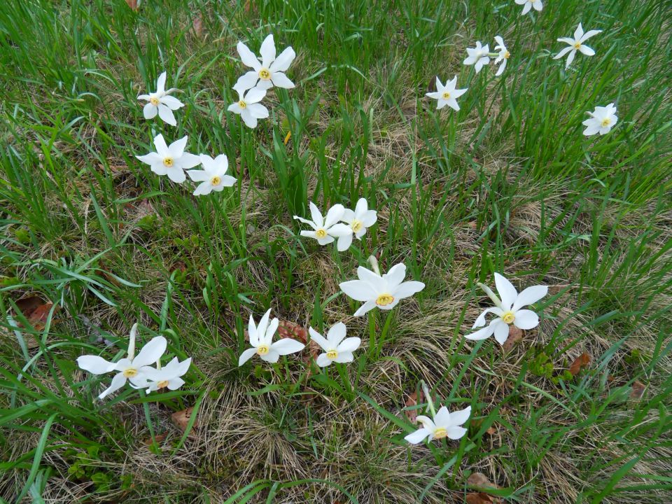 23. 5. 2016 - foto povečava