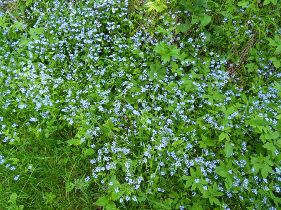 23. 5. 2016 - foto povečava