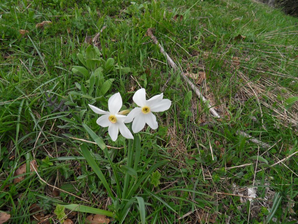 23. 5. 2016 - foto povečava