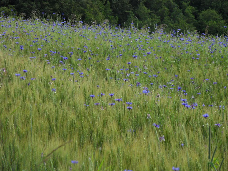 13. 6. 2016 - foto povečava