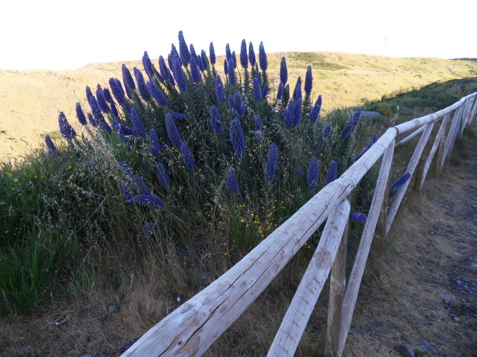 21. 6. 2016 - foto povečava