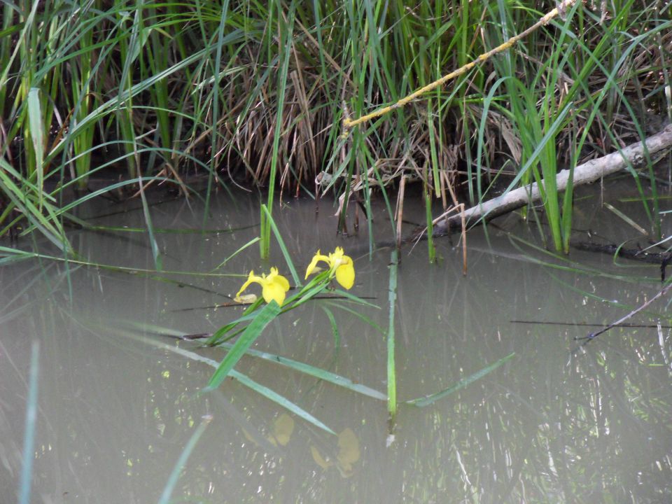 15. 5. 2016 - foto povečava