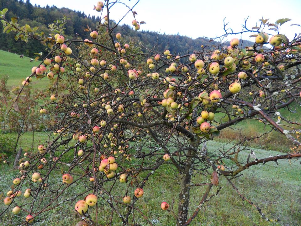 12. 10. 2016 - foto povečava