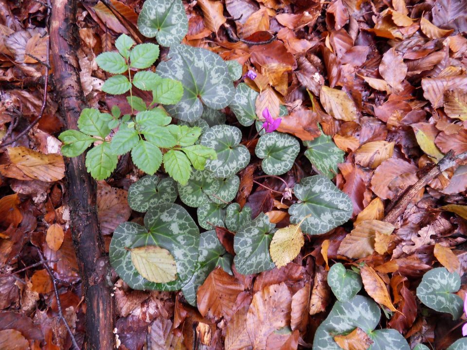 12. 10. 2016 - foto povečava