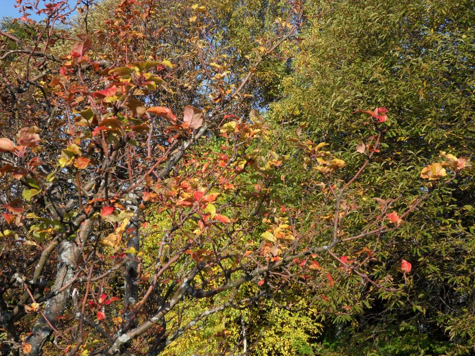 17. 10. 2016 - foto povečava