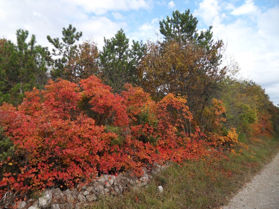 7. 11. 2016 - foto povečava