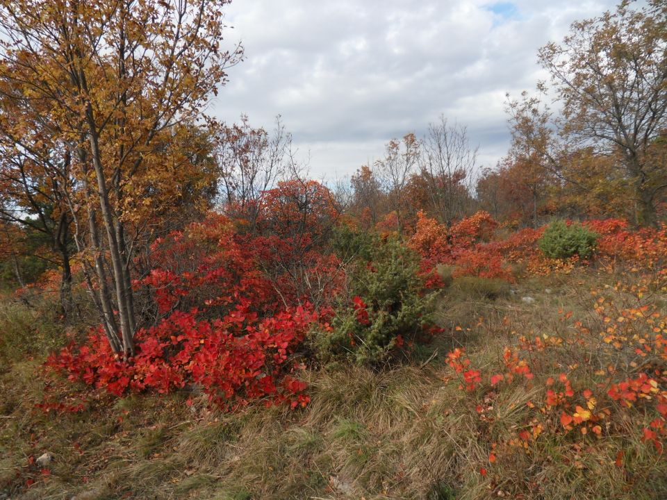 7. 11. 2016 - foto povečava