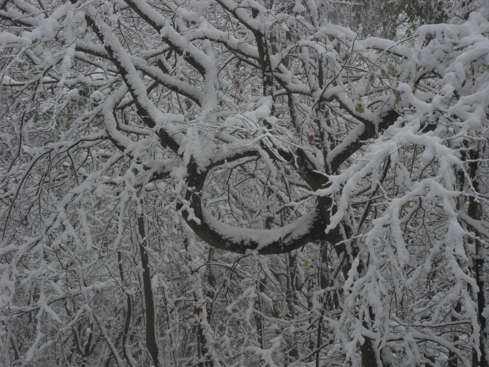 9. 11. 2016 - foto povečava