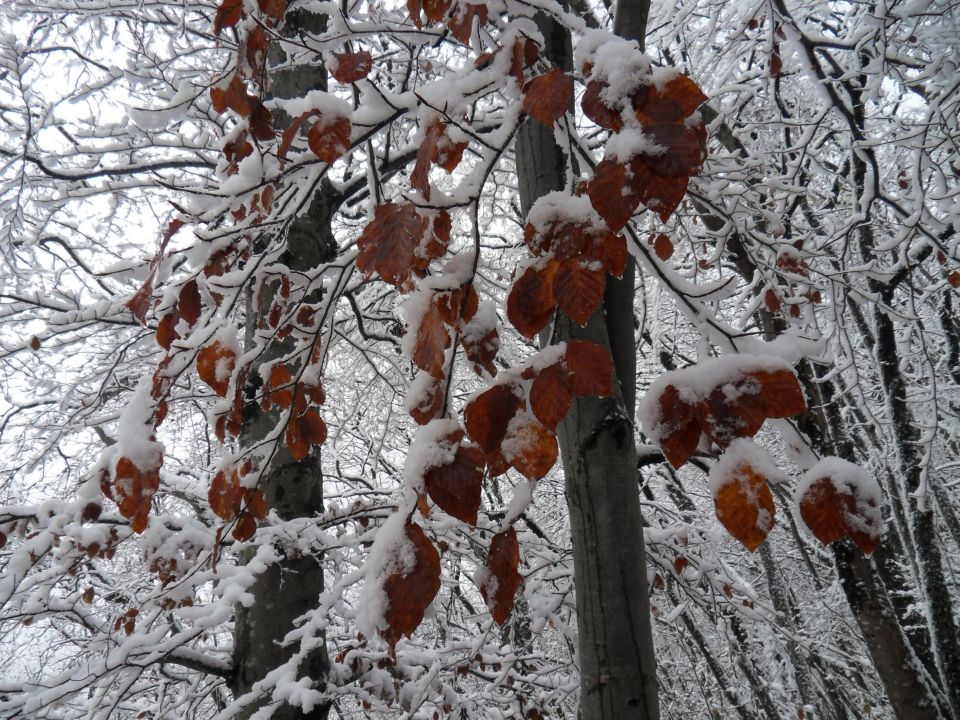 9. 11. 2016 - foto povečava