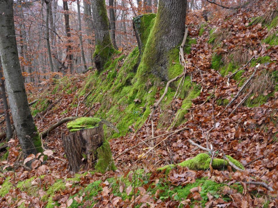 19. 11. 2016 - foto povečava