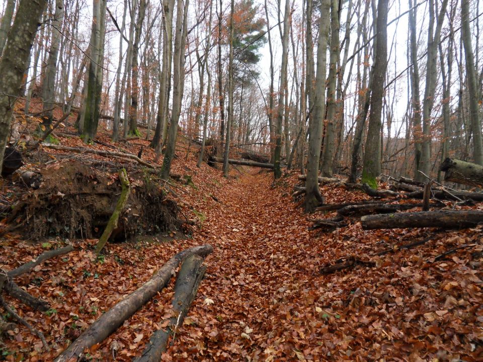 19. 11. 2016 - foto povečava