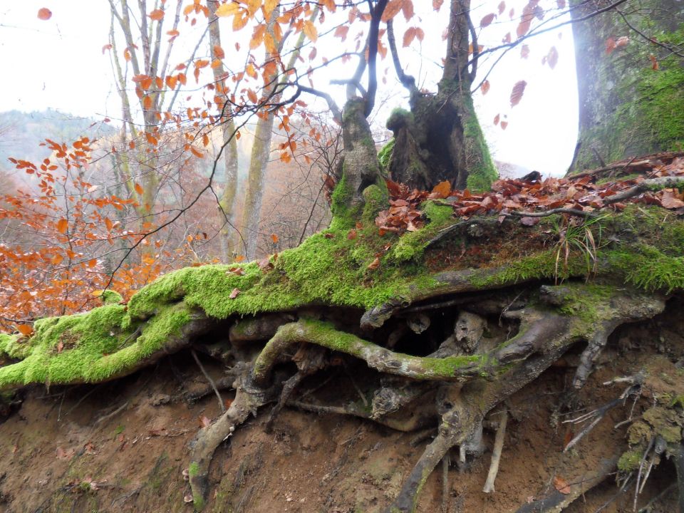 19. 11. 2016 - foto povečava