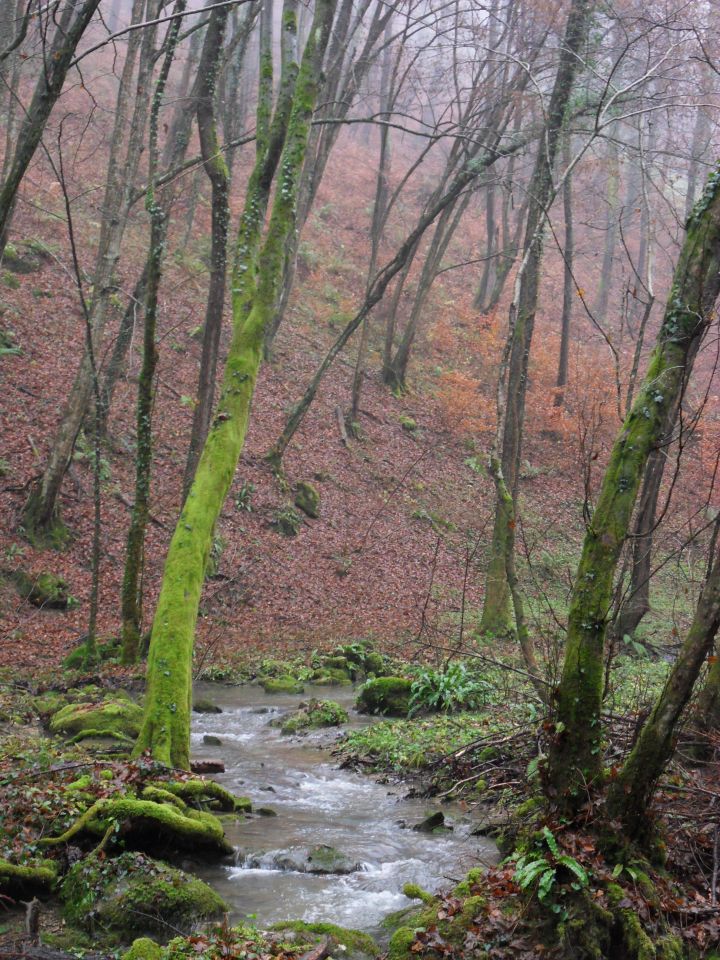 21. 11. 2016 - foto povečava