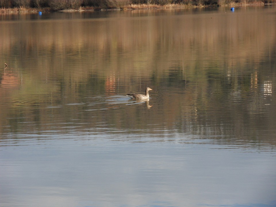 28. 11. 2016 - foto povečava