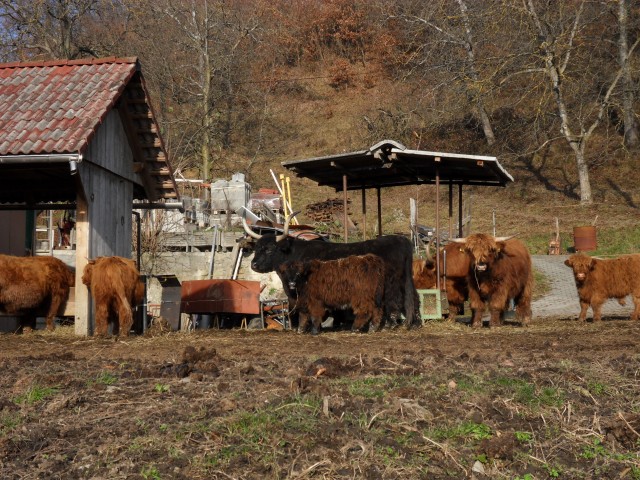 30. 11. 2016 - foto