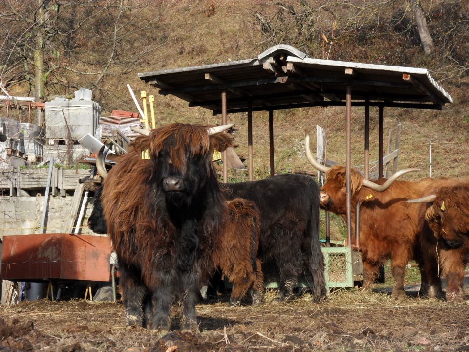 30. 11. 2016 - foto povečava