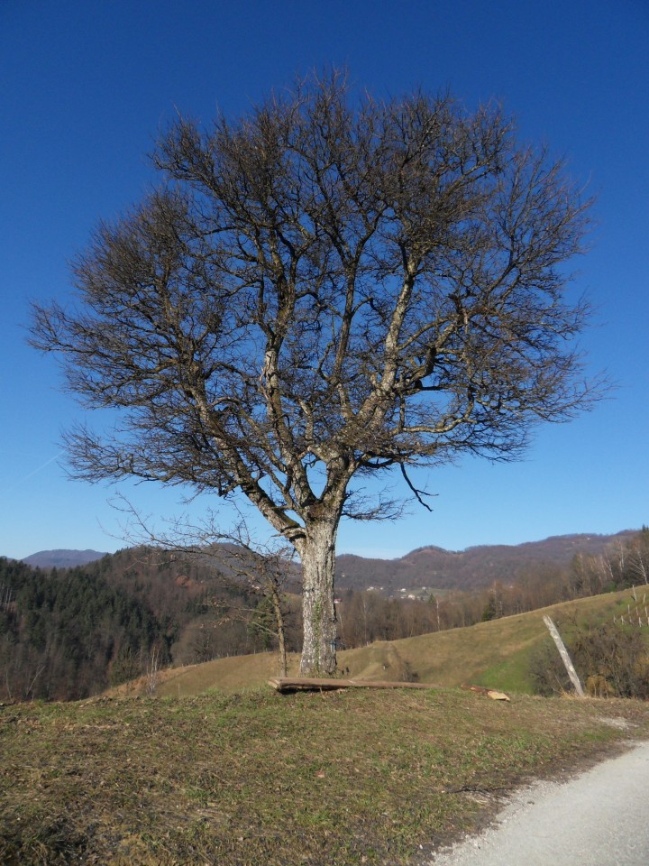 30. 11. 2016 - foto povečava