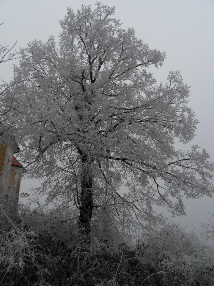 21. 12. 2016 - foto povečava