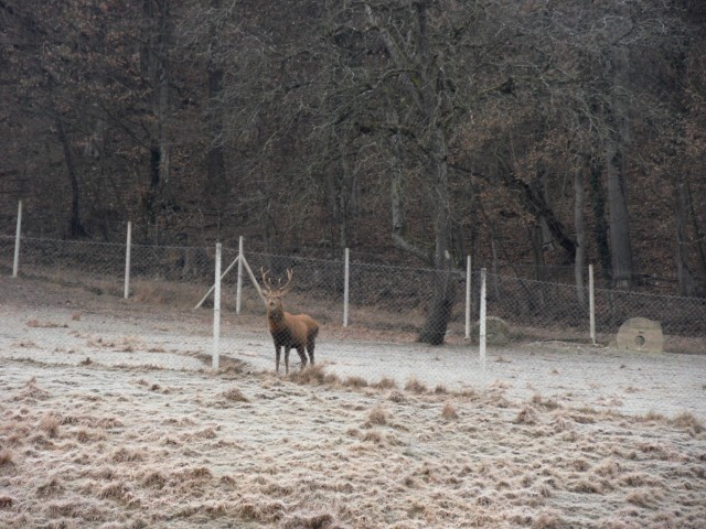 4. 1. 2017 - foto