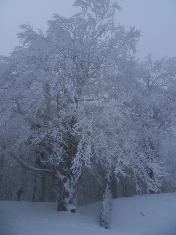 25. 1. 2017 - foto povečava