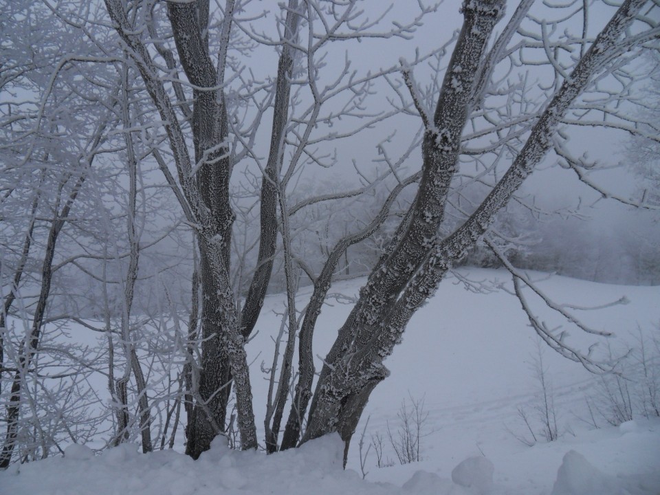 25. 1. 2017 - foto povečava