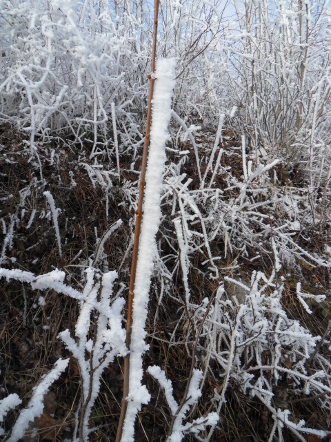 14. 2. 2017 - foto