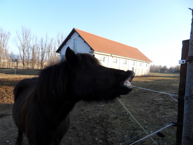 14. 2. 2017 - foto