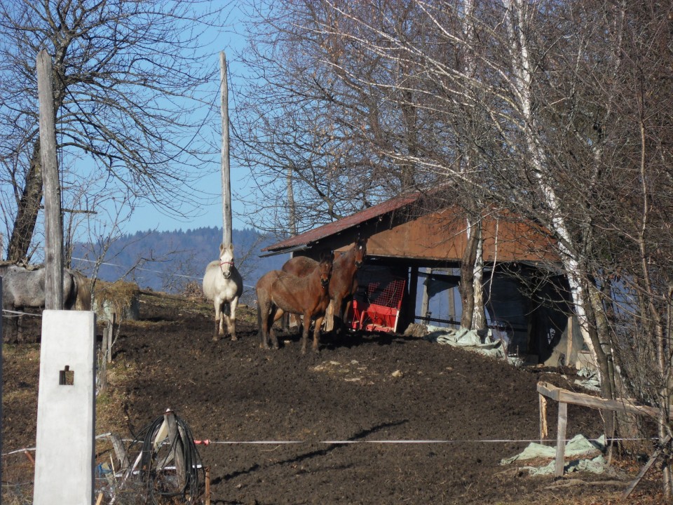 15. 2. 2017 - foto povečava