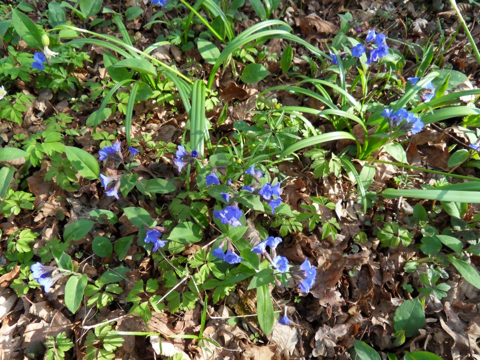 20. 3. 2017 - foto povečava