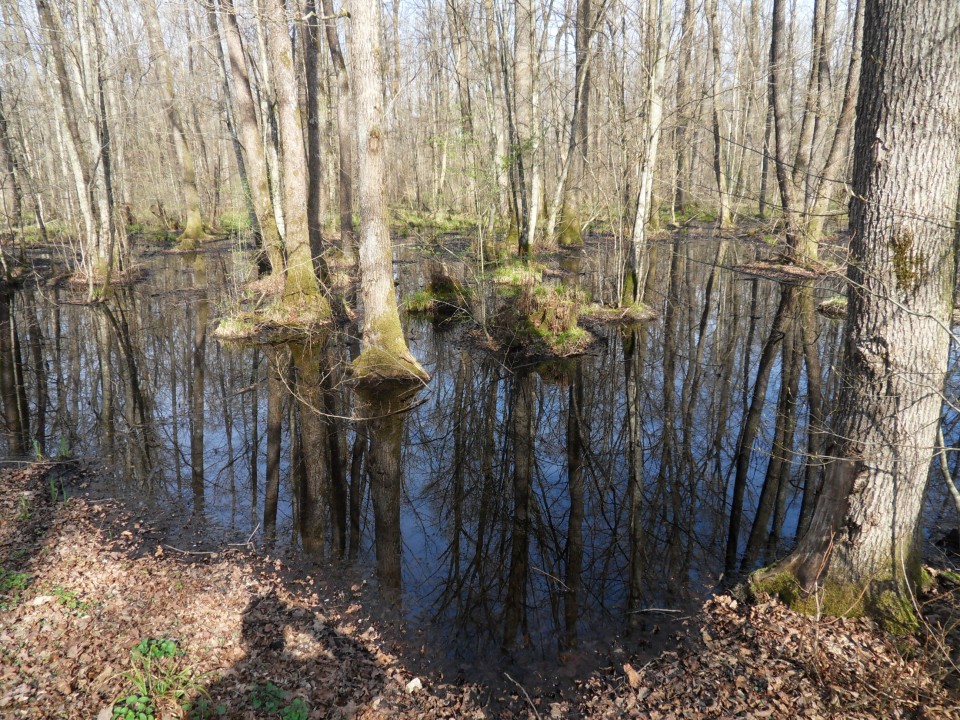 20. 3. 2017 - foto povečava