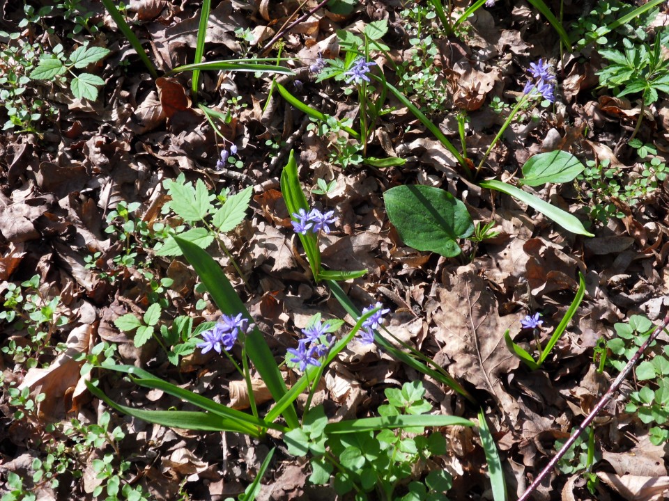 20. 3. 2017 - foto povečava