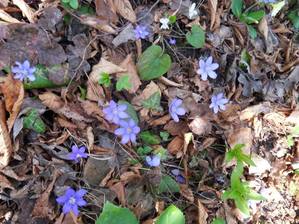 22. 3. 2017 - foto povečava