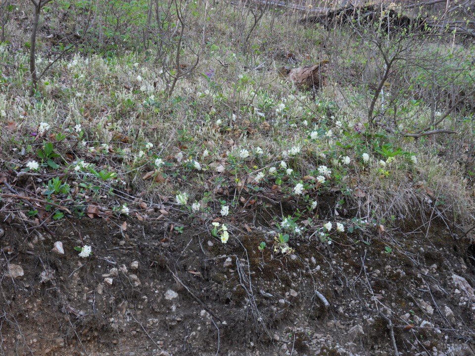 3. 4. 2017 - foto povečava