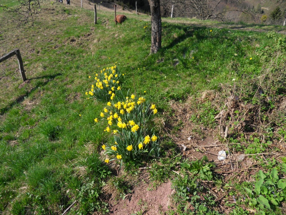 3. 4. 2017 - foto povečava